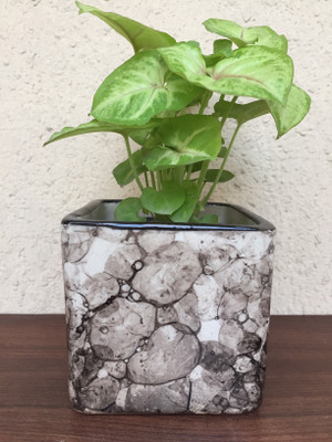 VisionCrafterz Black Stylish Square Ceramic Pot Planter for Indoor Outdoor Garden Plant Container Set(Ceramic)