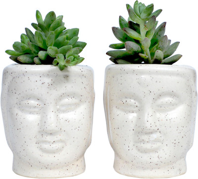 Jimkia Ceramic Hancrafted Succulent Planter Pot Plant Container Set(Pack of 2, Ceramic)
