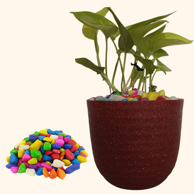 horttica Designer Plant Pot with Pebbles for Office Desk, Indoor & Outdoor Use Plant Container Set(Plastic)