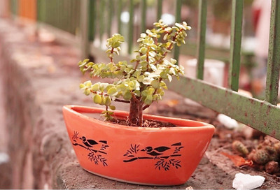 Nayi Umang BOAT SHAPE PRINTED SPARROW CERAMIC POT Plant Container Set(Ceramic)