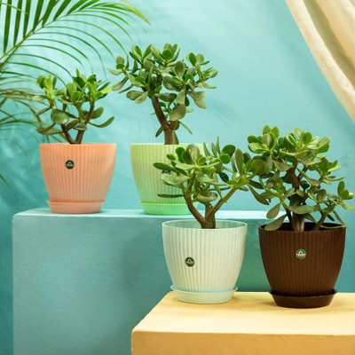 TrustBasket Bloom pot with saucer Set of 4 Plant Container Set(Pack of 4, Plastic)