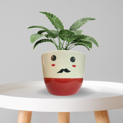 indian gardens Plant Container Set(Ceramic)