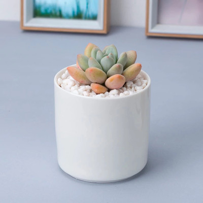 Polygon Green Round Shape 3inch Ceramic Pot for Succulent,Cactus Without Plants Plant Container Set(Ceramic)