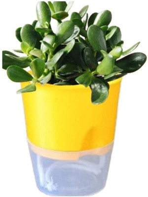 KUMUDAM Self Watering Pots For Home/Office/Garden Indoor and Outdoor Plants(4 inch) Plant Container Set(Plastic)