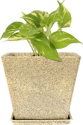 Garden's Need 10-Inch Square Marble Stone Greece Marble Look Flower Pot with Bottom Tray Plant Container Set(Plastic)