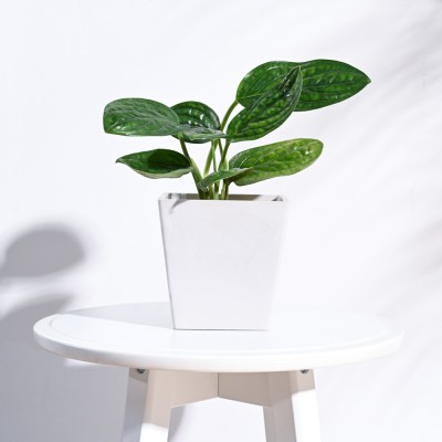 UGAOO Rezer Hague Pots for Home Garden Plants (Small, White) Plant Container Set(Plastic)