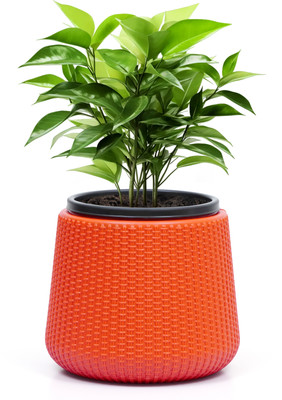 Livzing 7 inch Plastic Self Watering Flower Pots-Orange Plant Container Set(Plastic)
