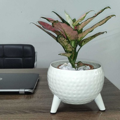 Softgreen Hammerred Finish Bowl Shape Planter With Stand | Indoor/Outdoor Planter (White) Plant Container Set(Metal)