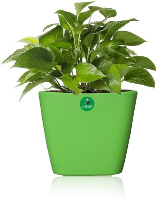 Altruist Daisy Pot Plastic UV Protected for Indoor, Home, Outdoor, Balcony & Garden Plant Container Set(Plastic)