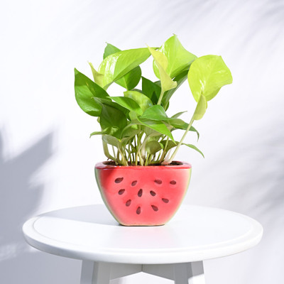 AMMu Watermelon Multicolour Ceramic Pot Plant Container Set(Ceramic)