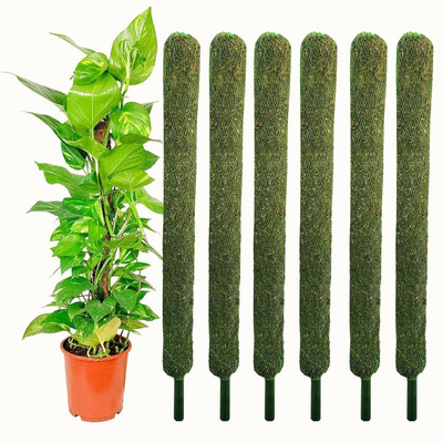 Nikhat 2 FT(61 cm) - 6 Pieces -Moss & Coir Stick for Money Plant Support, Indoor Plant Plant Container Set(Pack of 6, Kauna Grass)