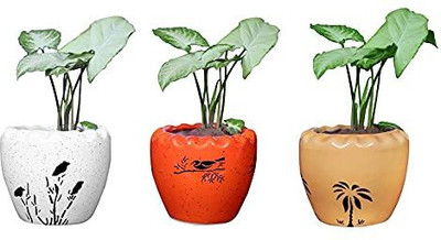 Newai Plant Container Set(Pack of 3, Ceramic)
