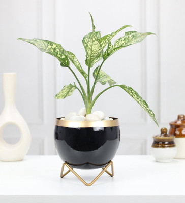 VoiDrop Plant Container Set(Metal)