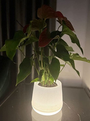 HomeFrills LED Planter Pot PEAR with Warm White Light (Size- 5 inch)(1 planter & 1 Adapter) Plant Container Set(Plastic)