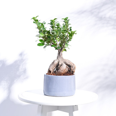 AMMu Plant Container Set(Ceramic)