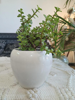 Niyara Plant Container Set(Ceramic)