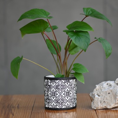 Plantlane Ceramic Rajshthani Print Pot (Black) Plant Container Set(Ceramic)