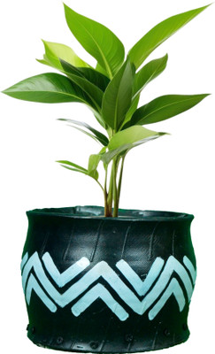 HUNAR TRIBE AU004 Plant Container Set(Rubber)