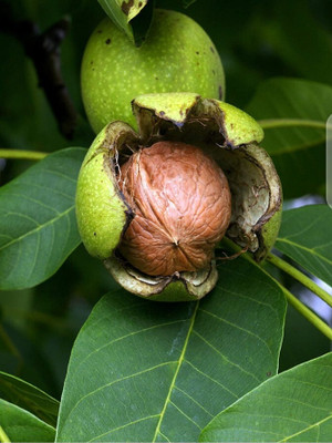 MAITRA AND SONS Walnut Plant(Hybrid, Pack of 1)