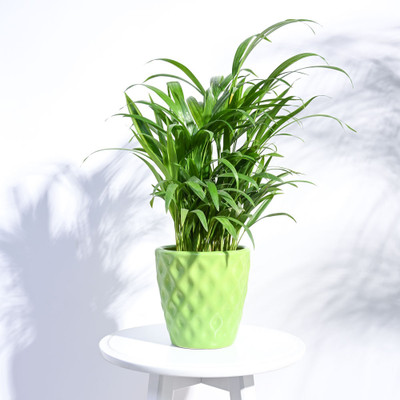 UGAOO Argyle Ceramic Green Pot Plant Container Set(Ceramic)