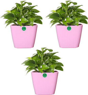 Altruist Plant Container Set(Pack of 3, Plastic)