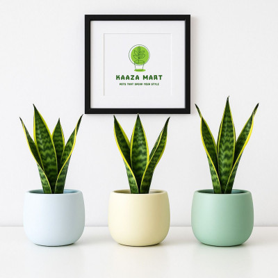 kaazamart Modern touch of elegance to home with this white, green & off white ceramic pots Plant Container Set(Pack of 3, Ceramic)