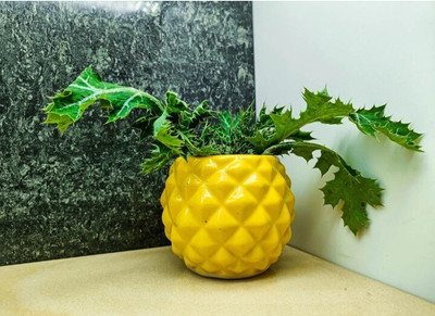 Nayi Umang Small Pineapple Shape Ceramic Pot Plant Container Set(Ceramic)
