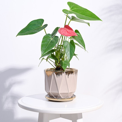UGAOO Aurelius Prism Ceramic Indoor Pots & Planter for Home, Office, Garden, Balcony Plant Container Set(Ceramic)