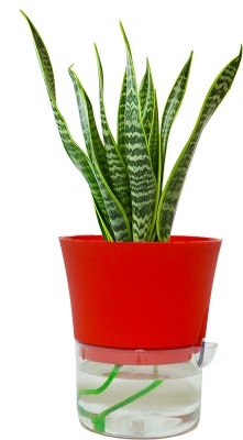 Green Garden Needs Self-Watering Pots for Home Decor, Living Room, Kitchen, Bedroom, Table Top Plant Container Set(Pack of 2, Plastic)