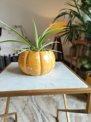 Niyara Plant Container Set(Ceramic)