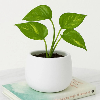 kaazamart Matte white ceramic pot, adds a stylish accent to living rooms and work desk. Plant Container Set(Ceramic)