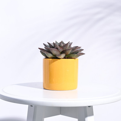 UGAOO Pipe Yellow Ceramic Pot - 3.2 Inch Plant Container Set(Ceramic)