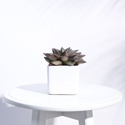 UGAOO Square White Ceramic Small Pot Plant Container Set(Ceramic)