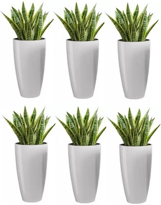 UBBISKART HOUSEWARE Plastic Tower Pot 8.5 inch Flower Pot for Home office Garden Balcony Plant Container Set(Pack of 6, Plastic)