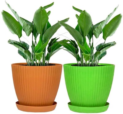 IMAGINEA 6 Inch Plastic Planter Flower Pots with Drainage Trays Plant Container Set Plant Container Set(Pack of 2, Plastic)