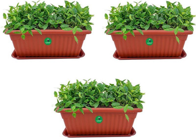 Altruist 3 Flower Pot Plastic Deco Planter with Inner Pot Attractive Pot Plant Container Set(Pack of 3, Plastic)