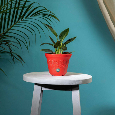 TrustBasket Sunny Pot 6 inch Red Set of 1 Plant Container Set(Plastic)