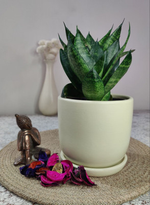 HomeFrills Stylish Light Green Ceramic Planters Pot with bottom tray Size-13 * 13 cm Plant Container Set(Ceramic)
