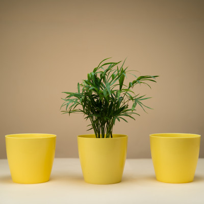Seedsavvy 5 Inch Table pots | Pack of 3 | Indoor and Outdoor Flower Pot for Home Plant Container Set(Pack of 3, Plastic)