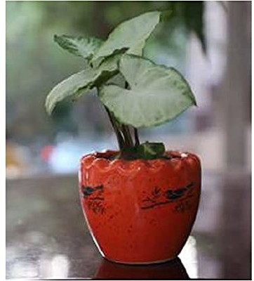 Newai Plant Container Set(Ceramic)