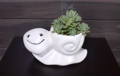 ASHIRA SNAIL shape designer White Plant Container Set(Ceramic)