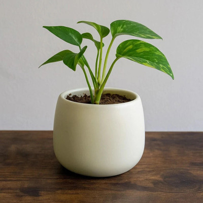 kaazamart Matte Off white ceramic pot | Perfect for living rooms and office desks. Plant Container Set(Ceramic)