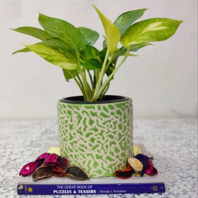 HomeFrills small drop texture Green colour planters pot Gamla Pot Size: 11 *11 cm Plant Container Set(Ceramic)