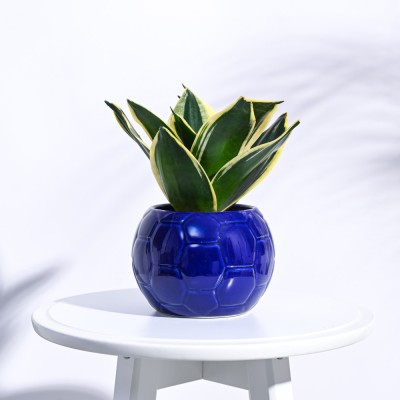 UGAOO Football Ceramic Blue Pot Plant Container Set(Ceramic)