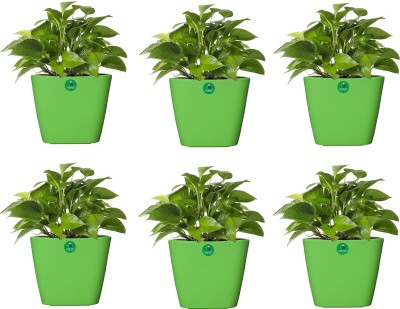 Altruist Plant Container Set(Pack of 6, Plastic)