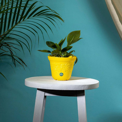 TrustBasket Sunny Pot 6 inch Table Top Planter Pot (Yellow) Pack of 1 Plant Container Set(Plastic)