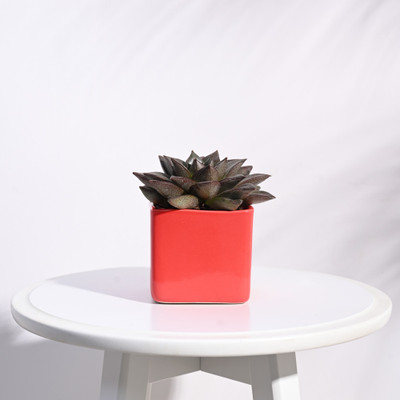 UGAOO Square Orange Ceramic Small Pot Plant Container Set(Ceramic)