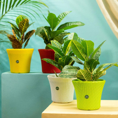 TrustBasket Helix Pot 7 inch Set of 4 Plant Container Set(Pack of 4, Plastic)