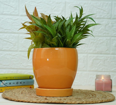 GOLD DUST Ceramic Pots Plant Containers Fountain Orange Plant Container Set(Ceramic)