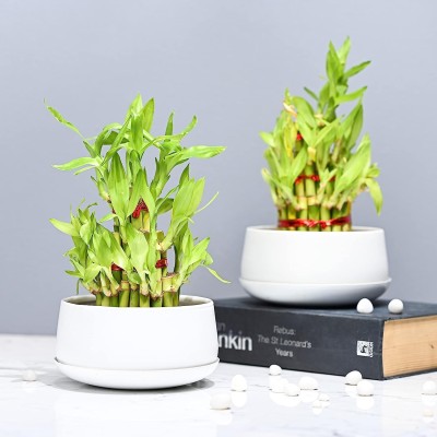 Polygon Green Metal Planter Pot for Indoor Plants & Flowers Table Top Planter for Living Room, Plant Container Set(Pack of 2, Metal)